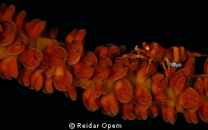 Shrimp (with eggs) on whipcoral. by Reidar Opem 